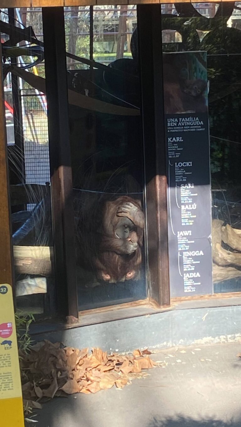Los orangutanes del zoo encerrados en su millonaria instalación por daños generalizados