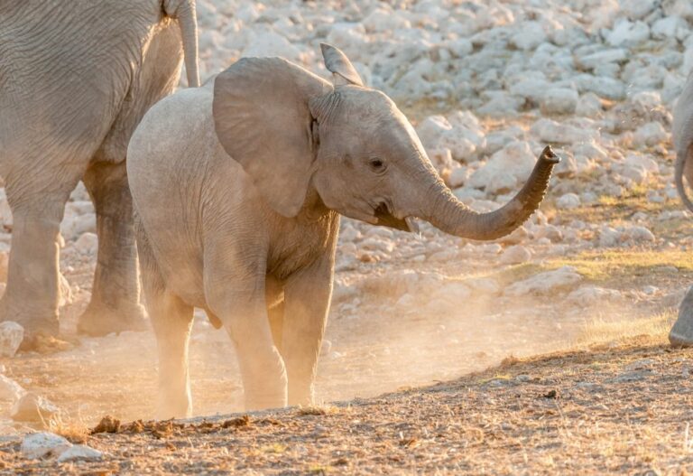 Namibia exporta 22 elefantes salvajes ignorando la legislación internacional