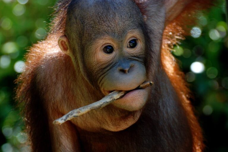 Esperemos que la cría de orangután del zoo de Barcelona no sea macho