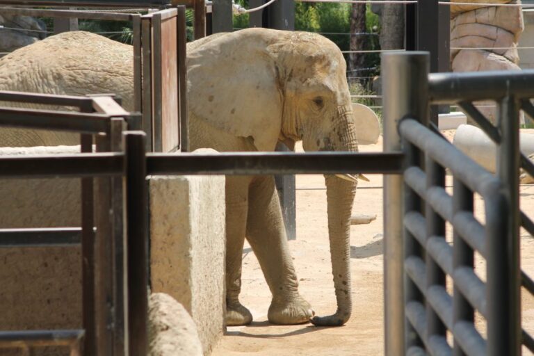 Zoo de Barcelona: cautiverio de las elefantas y restricción de la libertad de expresión