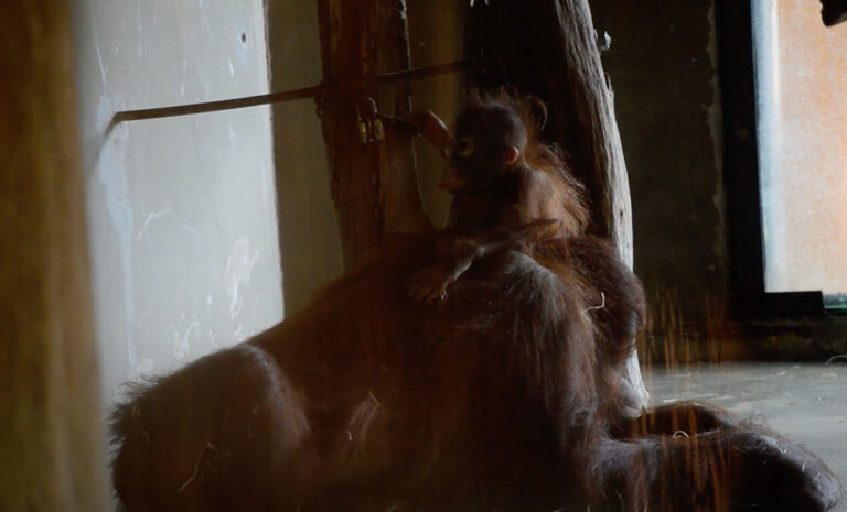 Mor una cria d’orangutan al Zoo de Barcelona