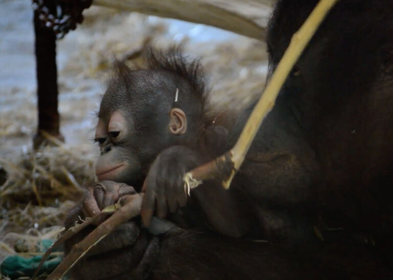 27 entitats forcen la compareixença del director del Zoo sobre la mort de la cria d’orangutan