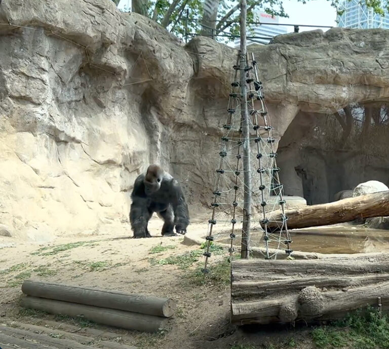 El zoo de Barcelona edulcora la triste vida y muerte del gorila Xebo