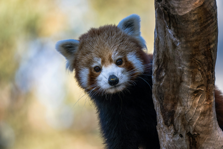 Experto cuestiona la llegada de pandas rojos al zoo de Barcelona