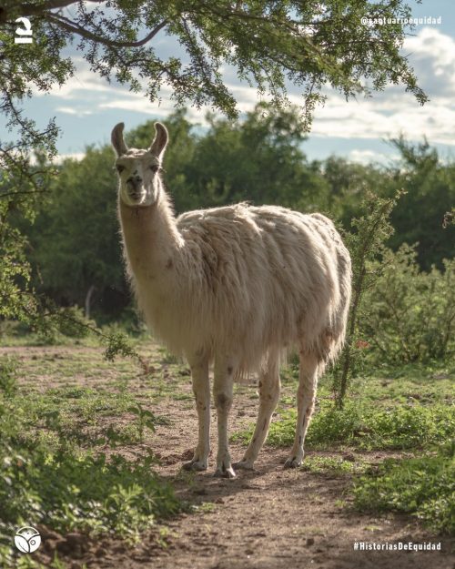 Foto llama